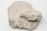 Oligocene, Fossil Rabbit (Palaeolagus) Skull - Wyoming #197352-2